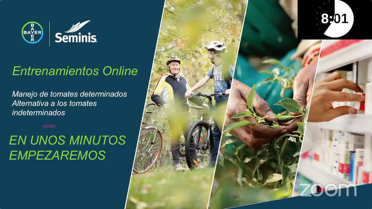 Manejo de tomates determinados Alternativa a los tomates indeterminados