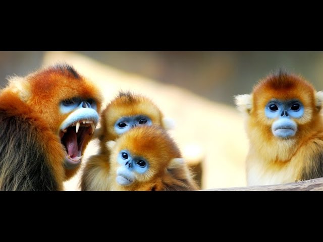 10 Самых Необычных Видов Обезьян