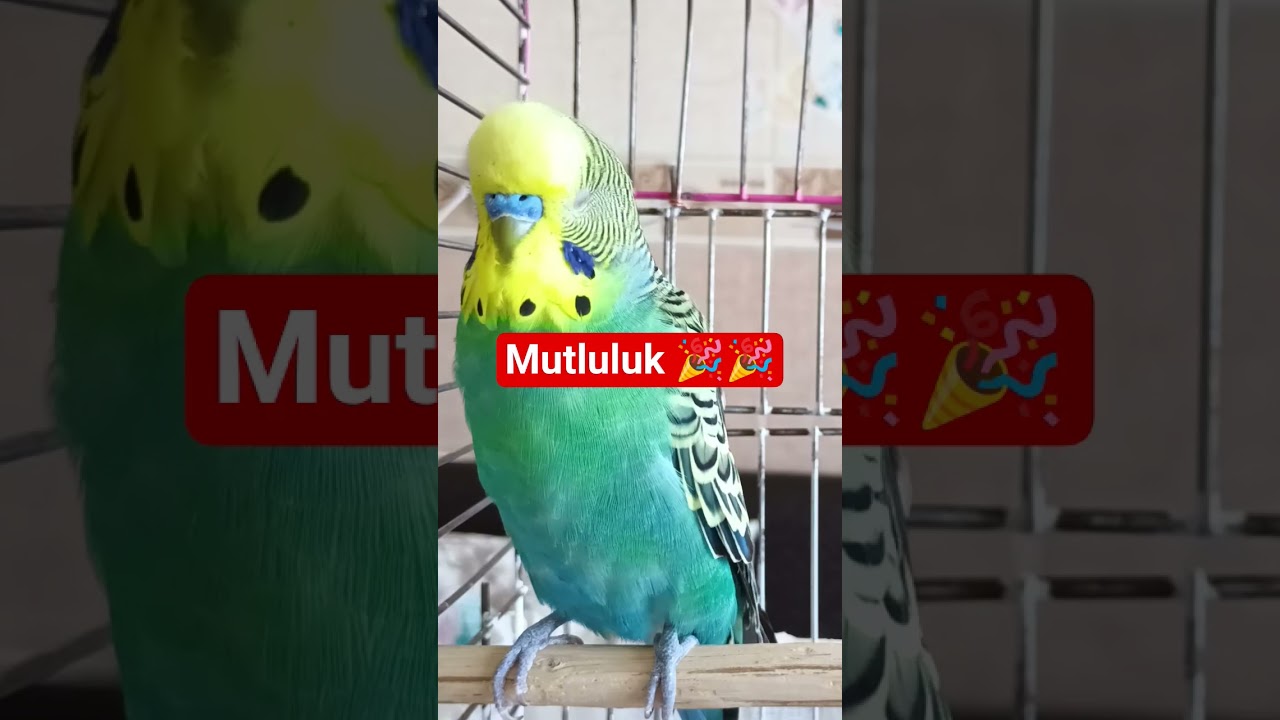 Muhabbet Kuşu sesi , Muhabbet Kuşu Çağırma sesi , Muhabbet kuşu Ele alıştırma  #muhabbetkuşu