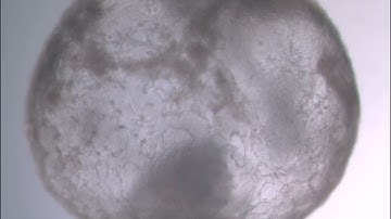 Hematopoietic stem cells within Blood Islands in yolk sac of day 8 synthetic embryos made ex utero