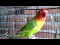 LOVEBIRD ini RAJANYA, Memancing LOVEBIRD yang sedang MACET dan NYERET