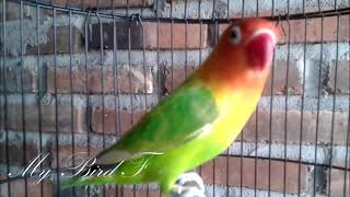 LOVEBIRD ini RAJANYA, Memancing LOVEBIRD yang sedang MACET dan NYERET