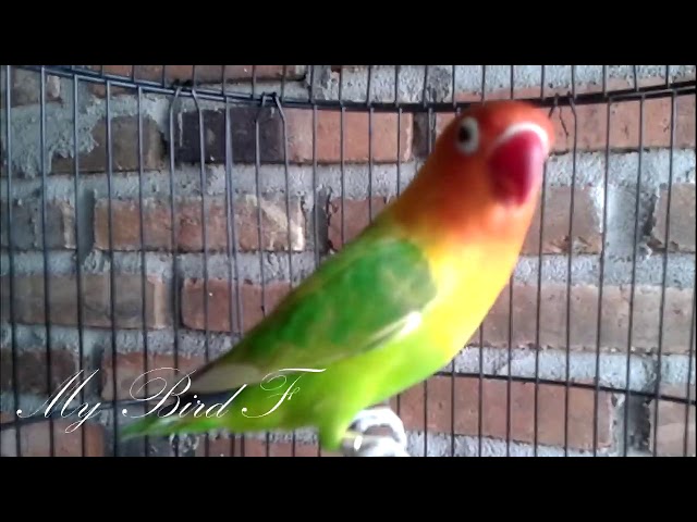 LOVEBIRD ini RAJANYA, Memancing LOVEBIRD yang sedang MACET dan NYERET class=