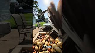 Trying to Befriend Crows: Day 58