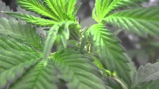 Grow Update - Early June 2012