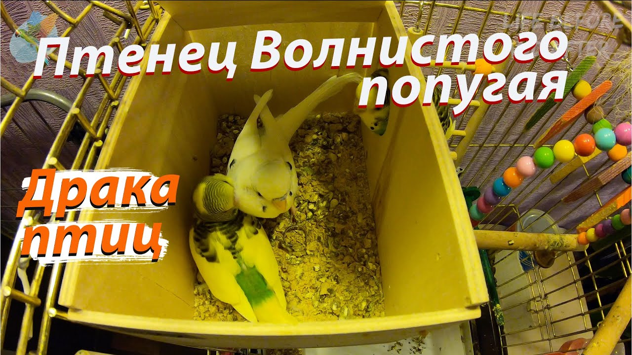 Бөксесін қияр ұстаған Наташа Орыс жетілген топтық секс үйде, жеке