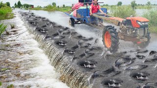 Collation Best 5 Fishing Videos on Road Flooded - Amazing Catching & Catfish Swimming on Road