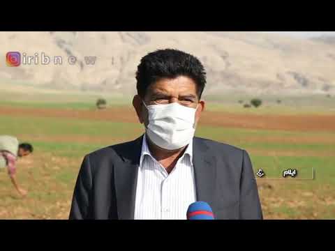 نابودی ریشه های گندم توسط سوسک های قهوه ای