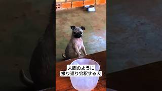 人間のように振り返り会釈するパグのチパちゃん