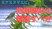 ミナミヌマエビの繁殖 オスメス見分け方 抱卵 孵化 成長 Youtube ミナミヌマエビの繁殖 オスメス見分け方 抱卵 孵化 成長 Youtube