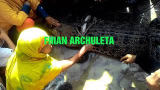 Buaya Di Tangkap Di Desa Ngune Kec Lakea Kabupaten Buol