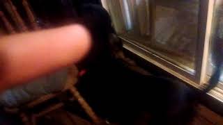 Pit Bull Vs Doberman Pinscher