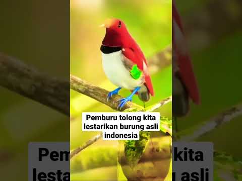 Burung cendrawasih raja