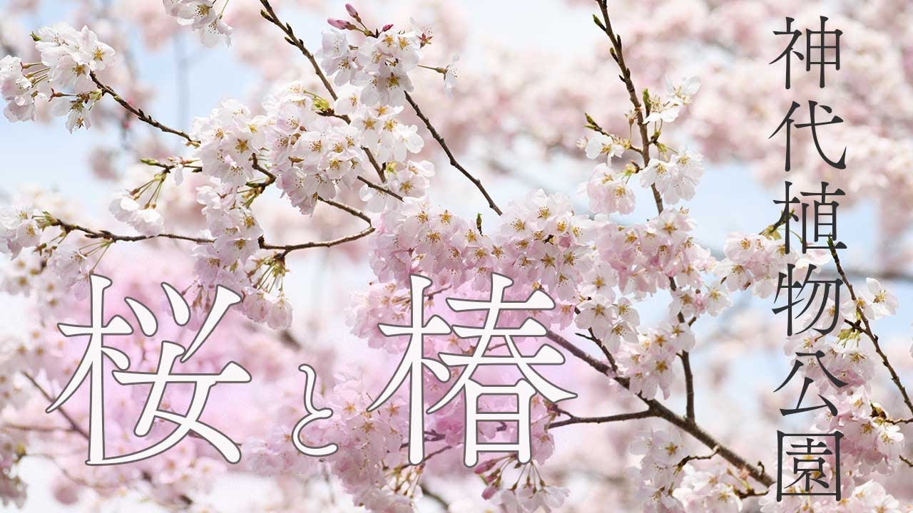 花さんぽ 6】神代植物公園 2025.3.30. 満開の神代曙 枝垂桜 墨染など11