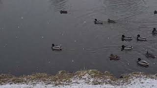 Kačenky A Racci U Vody