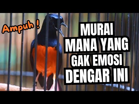 INILAH REVIN BOCAH PEMBERANI YANG TINGGAL MENYENDIRI DI TENGAH HUTAN ANGKER TANPA IBU DAN BAPAK...