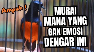 MURAI BATU GACOR FULL ISIAN TEMBAKAN KASAR KRETEKAN GANAS AMPUH MEMANCING MURAI BATU EMOSI