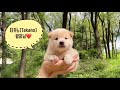 [루이몽]백시바-타카노 왕자님