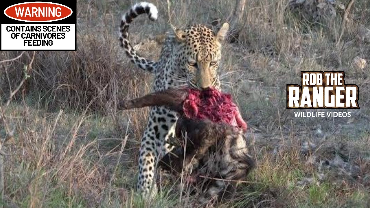 Male Leopard Caught A Civet!, Hyenas Wait For Scraps - YouTube