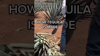 How Tequila Is Made | Food Network