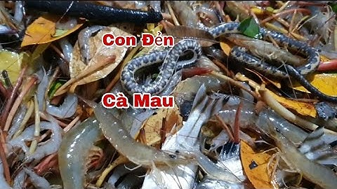 Xổ Vuông Tôm Cà Mau - Bắt Con Đẻn, Tôm, Cá, Ghẹ| Thảo Phan Vlog