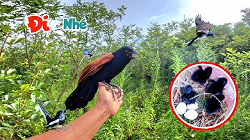 Quả Trứng Lạ Đã Nở Và Một Ngày - Phóng Sinh Hết Choè Với Bìm Bịp / Quế Nghịch