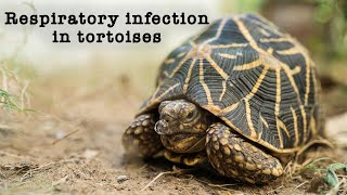 Tortoise Respiratory Infection screenshot 5