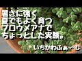 暑さに強いブロウメアナで肥料の比較。
