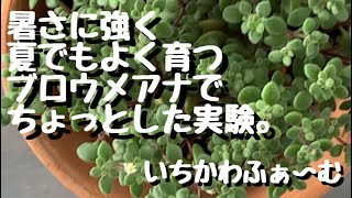 暑さに強いブロウメアナで肥料の比較。