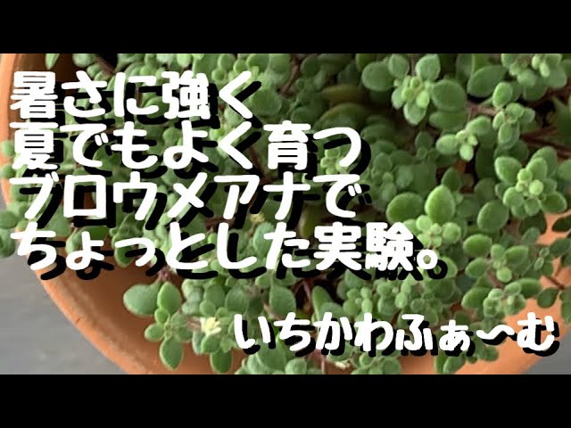 Comparison of heat-resistant Crassula expansa ssp. fragilis and