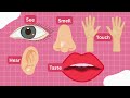 Our Five Senses for Kids |Sight, Hearing, Smell, Taste &amp; Touch Explained #fivesenses #scienceforkids