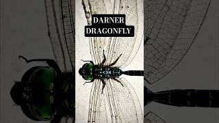 Darner Dragon fly 😱 Green eye 😱#trending #nature #dragonfly #4k #photography