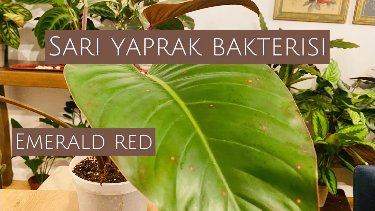 Sarı Yaprak Bakterisi / Yellow Leaf Bacteria