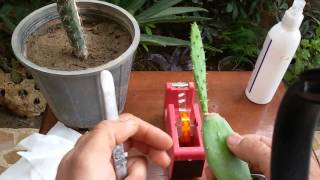 تطعيم الصبار بشكل مبسط  cactus
