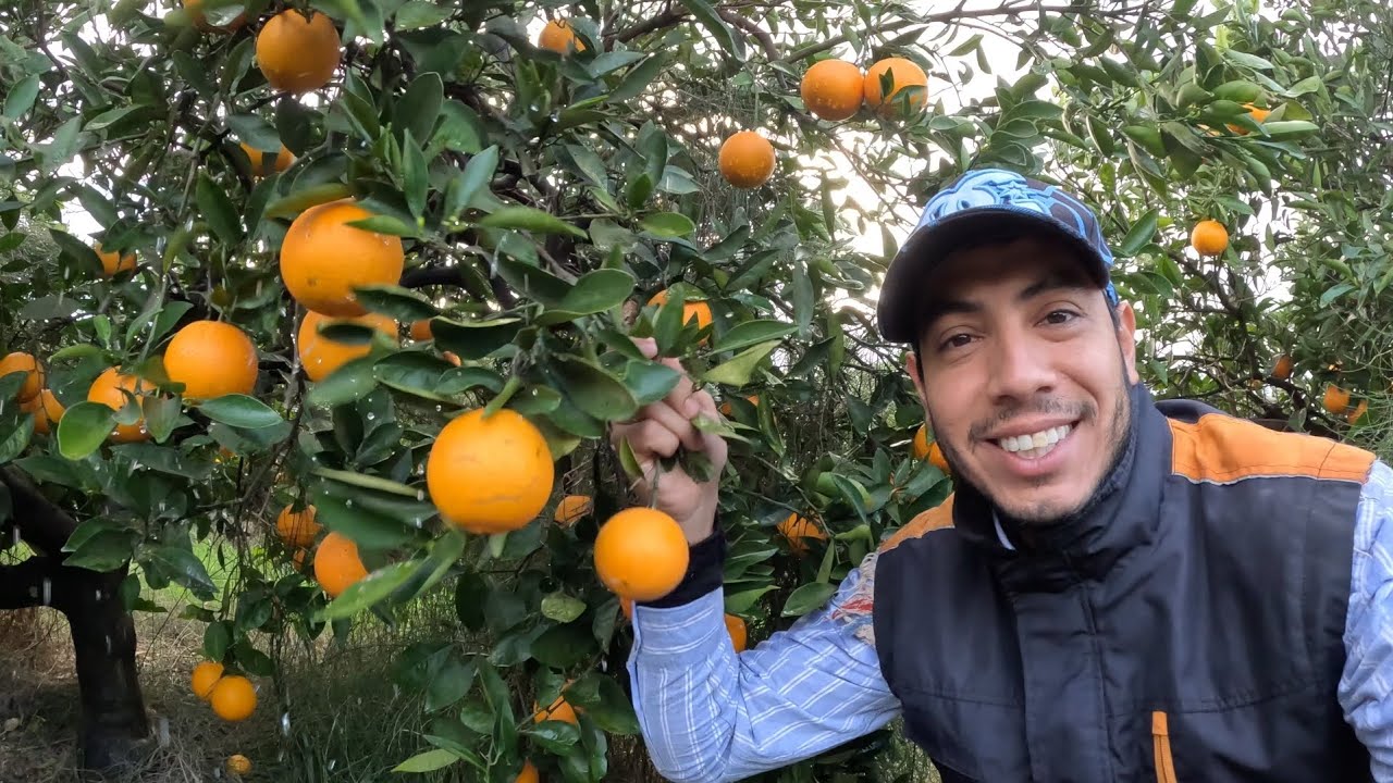 Campaña Cítrica 🍊 Semana a tope Naranja Lane 🧡 Contra todo pronóstico salvamos la quincena 🙏🏼 10h/d
