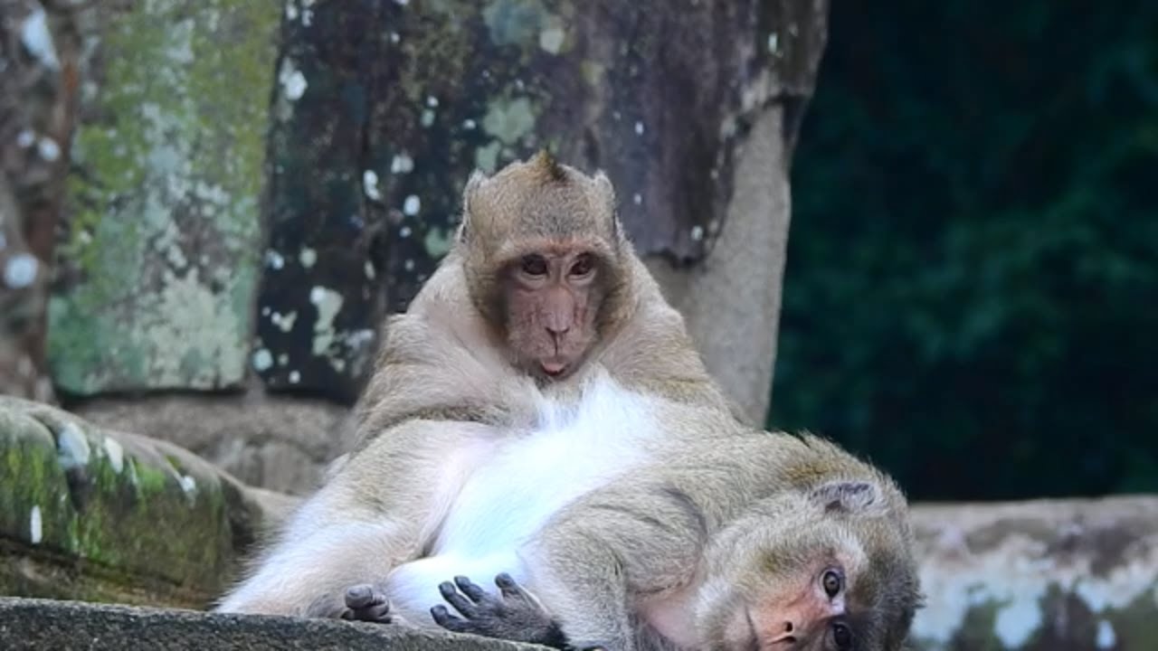 Sweet relationship king Sweet Pea and Monkey Merry, Sweet Pea grooming Merry | Angkor Nature