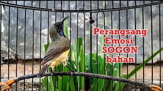 Tidak mungkin kalau tidak nyaut, semua SOGON langsung nyaut aktif bunyi sepanajnag hari