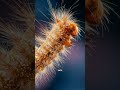 Deadly Caterpillars You Should Never Touch