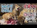 【旭山動物園】イオままお迎え🐱糸ちゃんもこっちにおいで♪🐱みんなで食べようクリスマスごはん🍗🐱風🐱麗🐱糸(12/25) [Asahiyama Zoo] Fuu, Rei, Ito and Io.