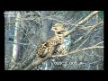Дальневосточный леопард Leo 80M на дереве/Amur leopard on the tree