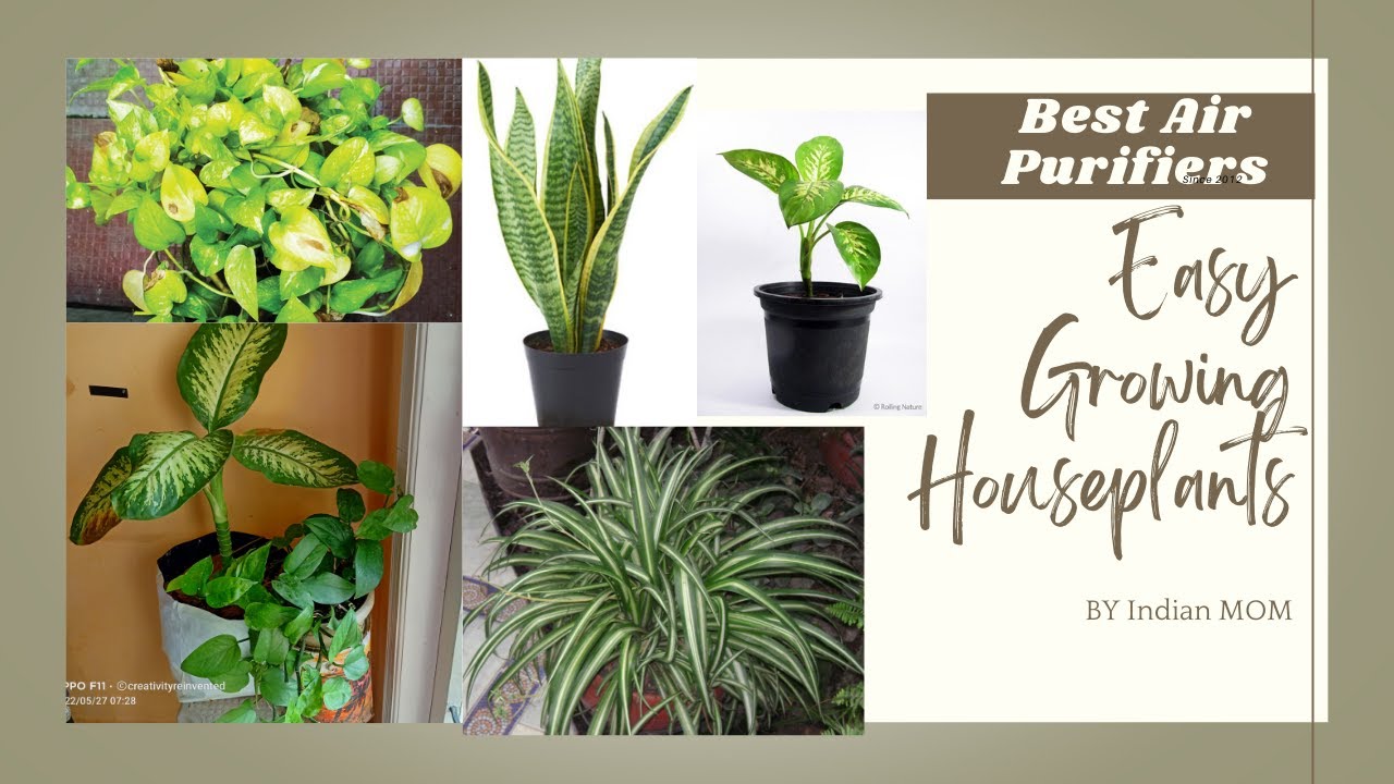 My Easy growing , Air purifier Houseplants, Low maintenance indoor plants.