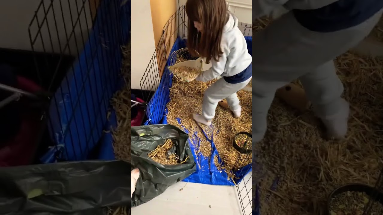 Tijd om de cavia kooi te verschonen 🐹🐹 