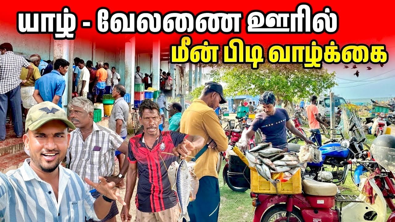 ஒரு குட்டி ஊரில் எங்கு பார்த்தாலும் மீன் கூடை கூடையாக வருது | Jaffna Velanai Village 