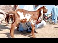 Goats farming betal nagra cute bachy naveed khan goats from 03135363101