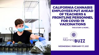 CA Cannabis Employees Put Ahead of Teachers & Frontline Personnel for COVID-19 Vaccinations