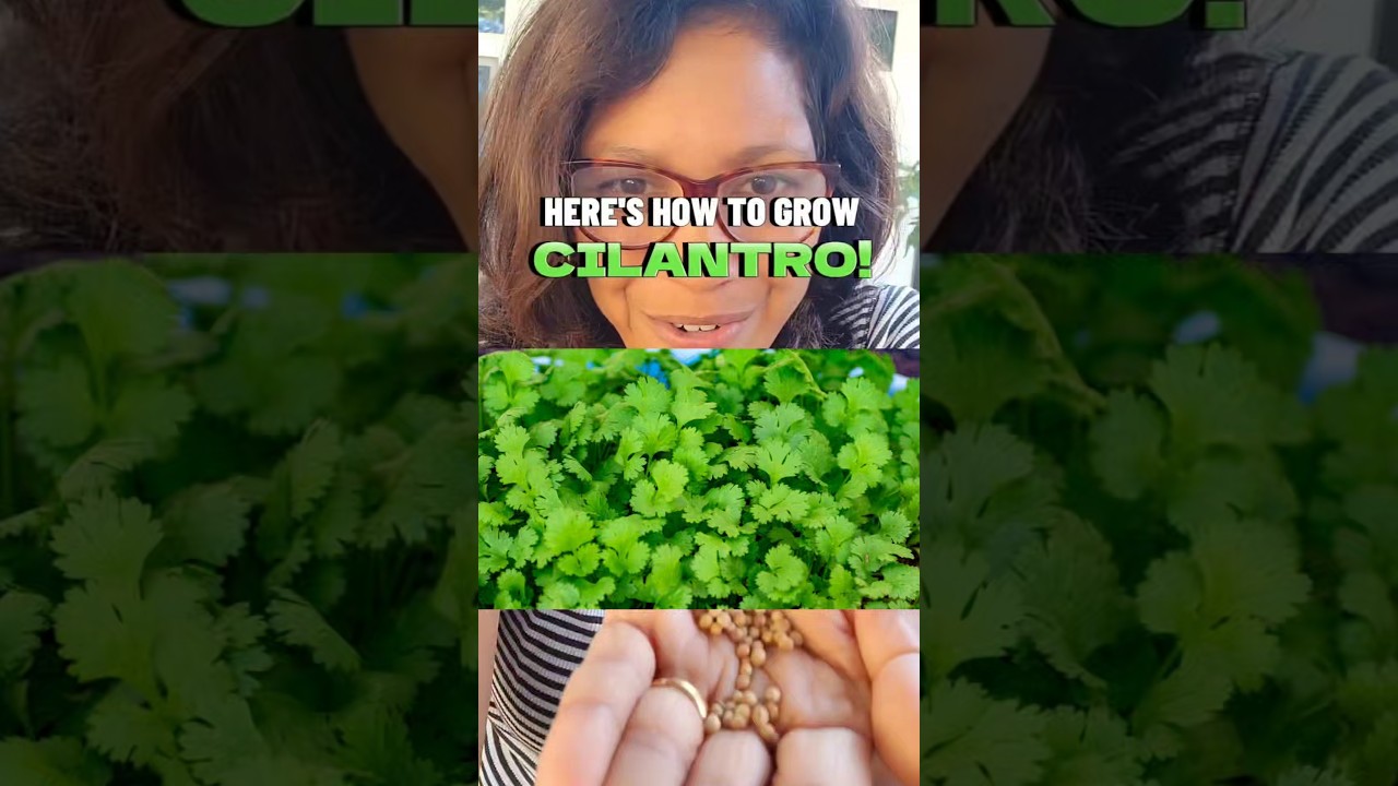 Надежный способ выращивания КИНЗЫ!