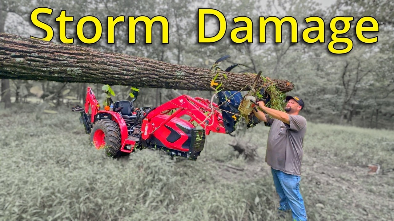 Black Walnut Firewood GOLD?