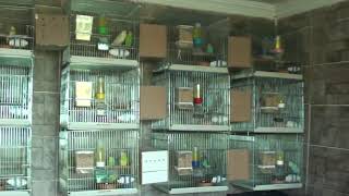 Muhabbet Kuşu Üretimi Püf Noktaları