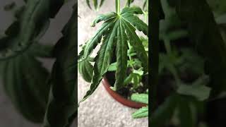 Cannabis plant I NEED HELP !!