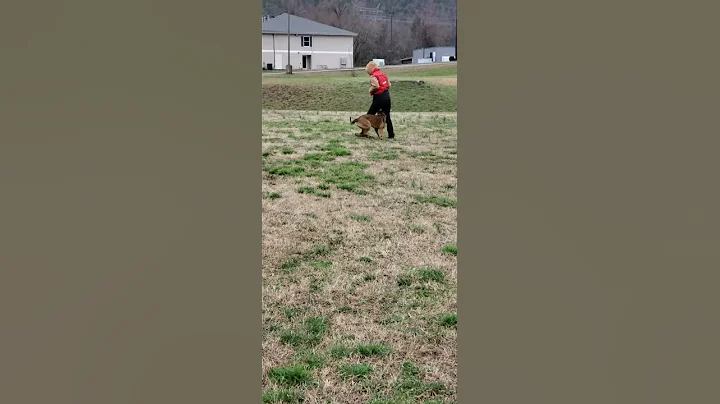 Malinois puppy competition heeling